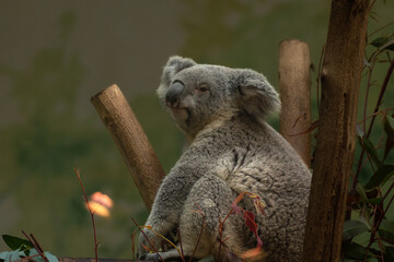 Koala bear eats gum leaves. Koala bear on a gum tree. A koala bear climbs the gum tree and eats the leaves