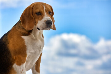 Portrait of an adult dog of the Beagle breed against the background of a blue sky with fluffy clouds. Cute dog with long ears and sad eyes poses against the blue background of the sky