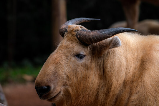 Tibetan takin or Sichuan takin (Budorcas taxicolor tibetana) goat-antelope, native region: Tibet and the provinces of Sichuan, Gansu and Xinjiang in China.