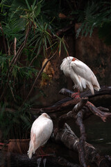Intermediate Egret, Ardea intermedia, volavka prostřední, intermediate, median or smaller egret,...