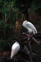 Obraz premium Two Intermediate egret perching on the tree