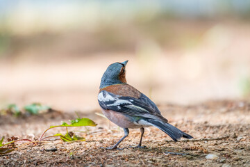 Common chaffinch, Fringilla coelebs, sits on the ground in spring. Common chaffinch in wildlife.