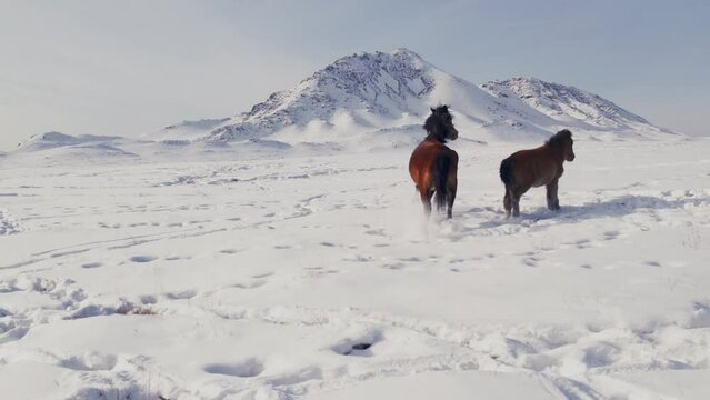 Horse and foal graze in snow in winter against backdrop of mountain. High quality 4k footage