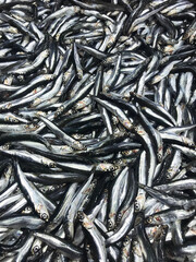 Fototapeta premium Raw anchovies (Turkish: Hamsi) on the fish counter.