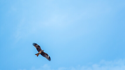 The bird of prey Black Kite flying in blue Sky