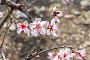 Blooming almond flowers on a thin branch of fruit tree