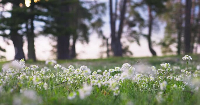 Forest landscape of scenic spring morning fog and fresh morning dew over grass and wild flowers and herbs 4k video.