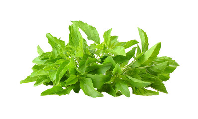 basil , thai basil isolated on transparent png