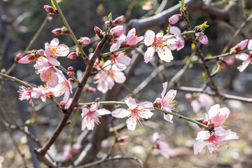 Almond fruit tree bloom in the spring season