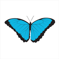 Obraz na płótnie Canvas butterfly isolated on white