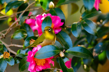 山茶花とメジロ