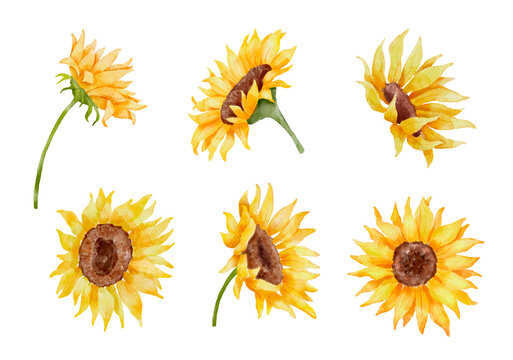Watercolor sunflower set. Colorful botanical hand drawn flower illustration isolated on white background