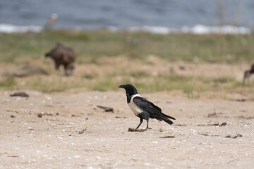 Pied crow on shore of Lac Rose
