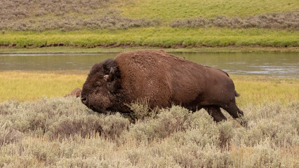 American Bison Buffalo bull running during the rut in Hayden Valley in Yellowstone National Park United States