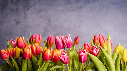 Tulips on a blue background with space.