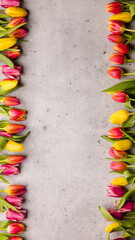 Tulips on a textured back with open space.