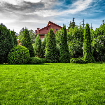 Freshly cut grass in the backyard of a private house.