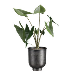 Obraz na płótnie Canvas 3d rendering indoor plants model isolated on white background