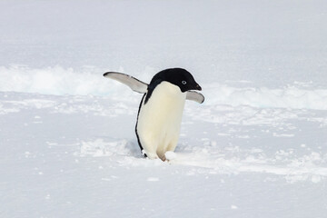Fototapeta premium Adelie penguin (Pygoscelis adeliae) on the antarctic peninsula. Standing in snow. Flippers spread wide. Penguin tracks in the snow behind. 