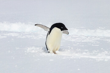 Adelie penguin (Pygoscelis adeliae) on the antarctic peninsula. Standing in snow. Flippers spread wide. Penguin tracks in the snow behind. 
