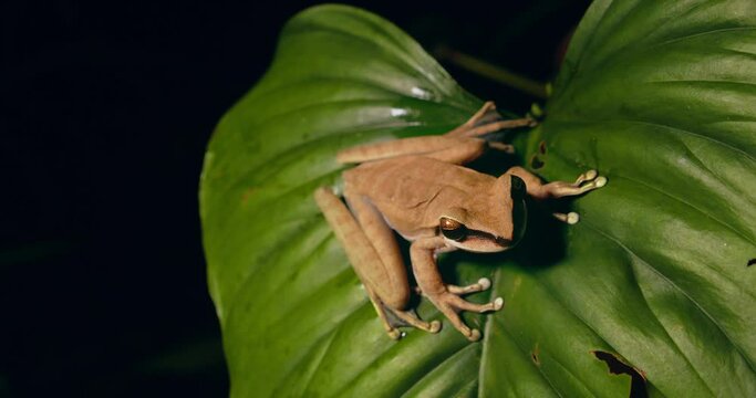 Close up of a brown Tree frog sitting on a wide green leaf ready to jump, poised