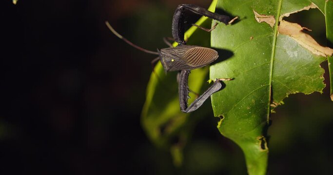 Giant Sap Sucking bug moved walks ahead lifting its massive hind legs showing pattern on its wings