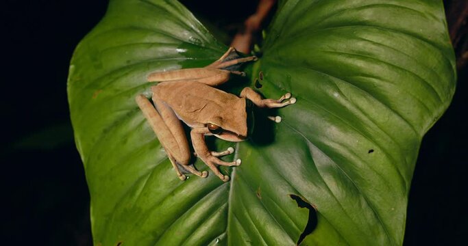 Beautiful Tree frog perched on a big leaf in the Peruvian rain forest at night