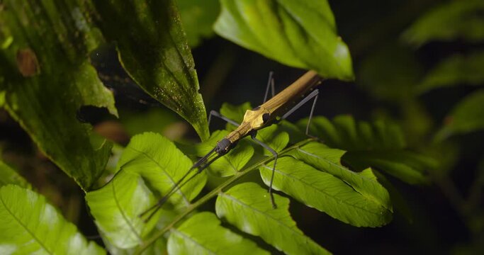 Large stick insect sitting on leaves with its big antennae of the  phasmid, stick insect