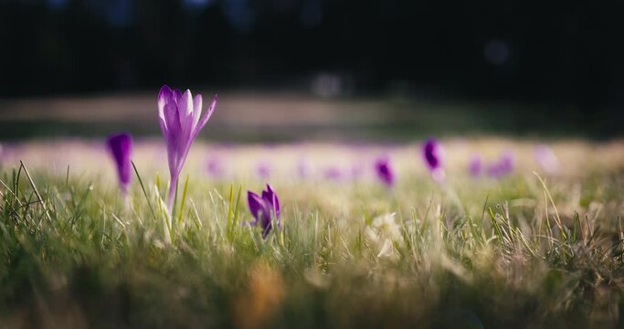 Morning dew over fresh green grass and wild crocus flowers on a mountain pasture, beautiful spring forest landscape