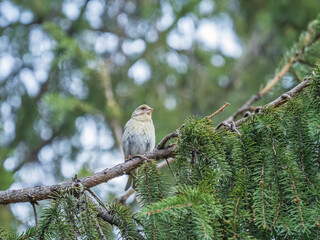Green and yellow songbird, The European greenfinch sitting on a branch in spring.