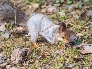 Squirrel in autumn or spring hides nuts on the green grass with fallen yellow leaves
