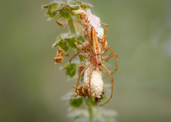 Lynx spider with egg sac on a flower