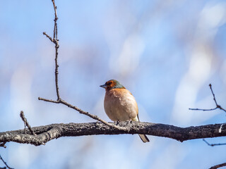 Common chaffinch, Fringilla coelebs, sits on a tree. Common chaffinch in wildlife.