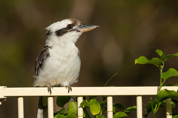 Kookaburra sitting on a garden fence in an urban garden