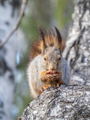 The squirrel with nut sits on a branches in the spring or summer.
