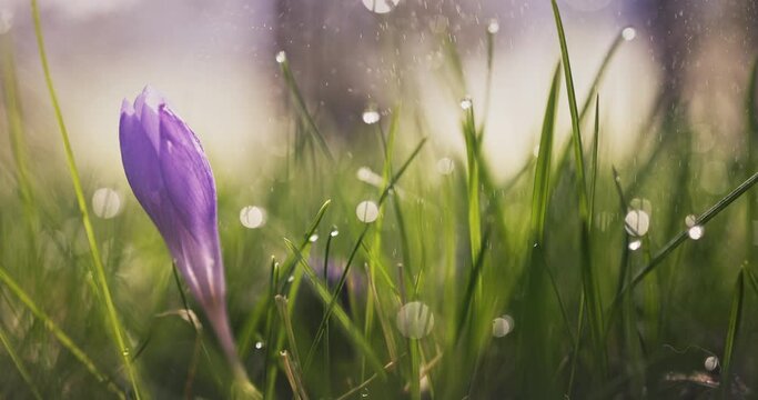 Morning dew over fresh green grass and wild crocus flowers on a mountain pasture, beautiful spring forest landscape