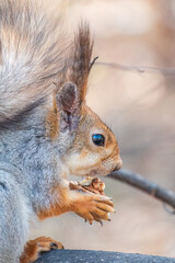 The squirrel with nut sits on a branches in the spring or summer. Portrait of the squirrel close-up