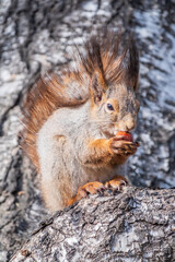 The squirrel with nut sits on a branches in the spring or summer.
