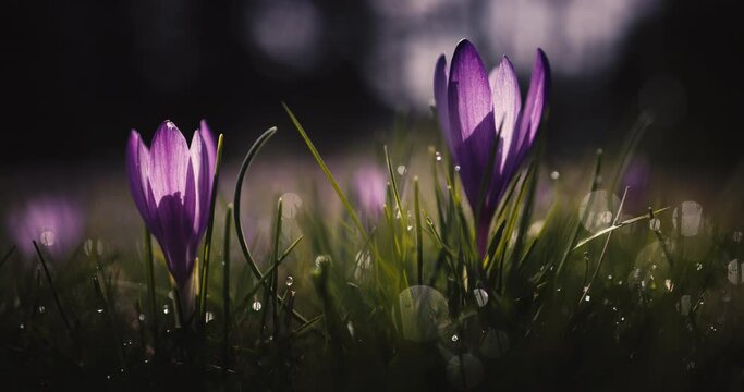 Morning dew over fresh green grass and wild crocus flowers on a mountain pasture, beautiful spring forest landscape