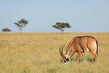 Obraz na płótnie Canvas A rare roan antelope (Hippotragus equinus) in open grassland, Mokala National Park, South Africa.