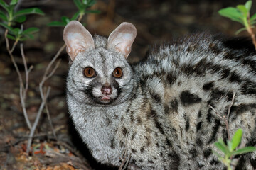 Portrait of a nocturnal large-spotted genet (Genetta tigrina), South Africa.