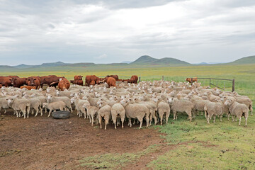 Free-range merino sheep and cattle in natural rangeland on a rural South African farm.