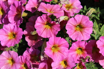 pink flowers in the garden