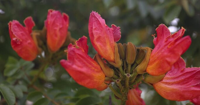 African Tulip tree flower in bloom on summer day - close up revolving shot