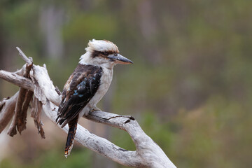 A single, Laughing Kookaburra sitting on a branch in the Australian bush. 