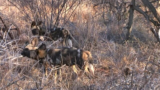Four African Wild dogs in dry savanna ready to depart for hunting. One individual interacts with its neighbor through snout caresses while the other jawns.