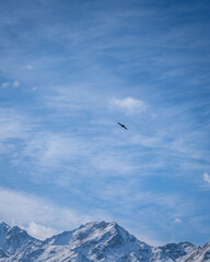 eagle in the mountains