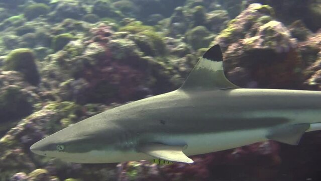 Blacktip reef shark approaching camera close to coral reef. Shark accompanied by a black and gold pilot mackerel