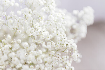 Bouquet of small white flowers. White gypsophila close-up. Spring floral background for text....
