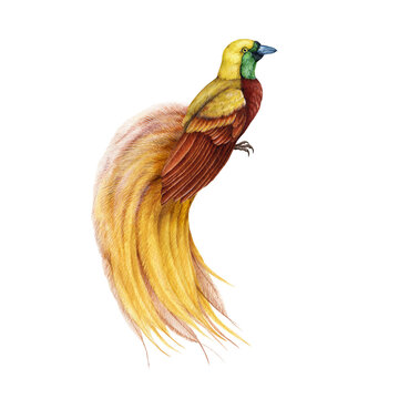 Greater bird of paradise watercolor illustration. Hand drawn beautiful exotic tropical avian with bright feathers. Paradise bird with beautiful tail image. Wildlife tropical native jungle animal.